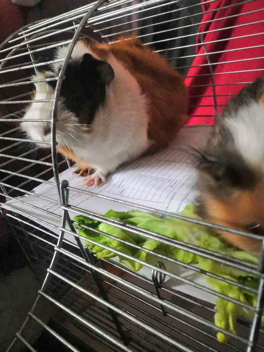 Продам морских свинок!!! Родились 18.06.2025