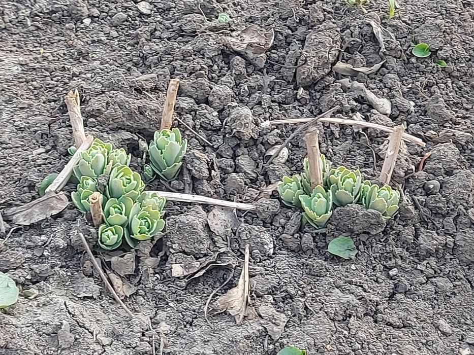 Очиток  многолетник, почвопокровный, ясколка