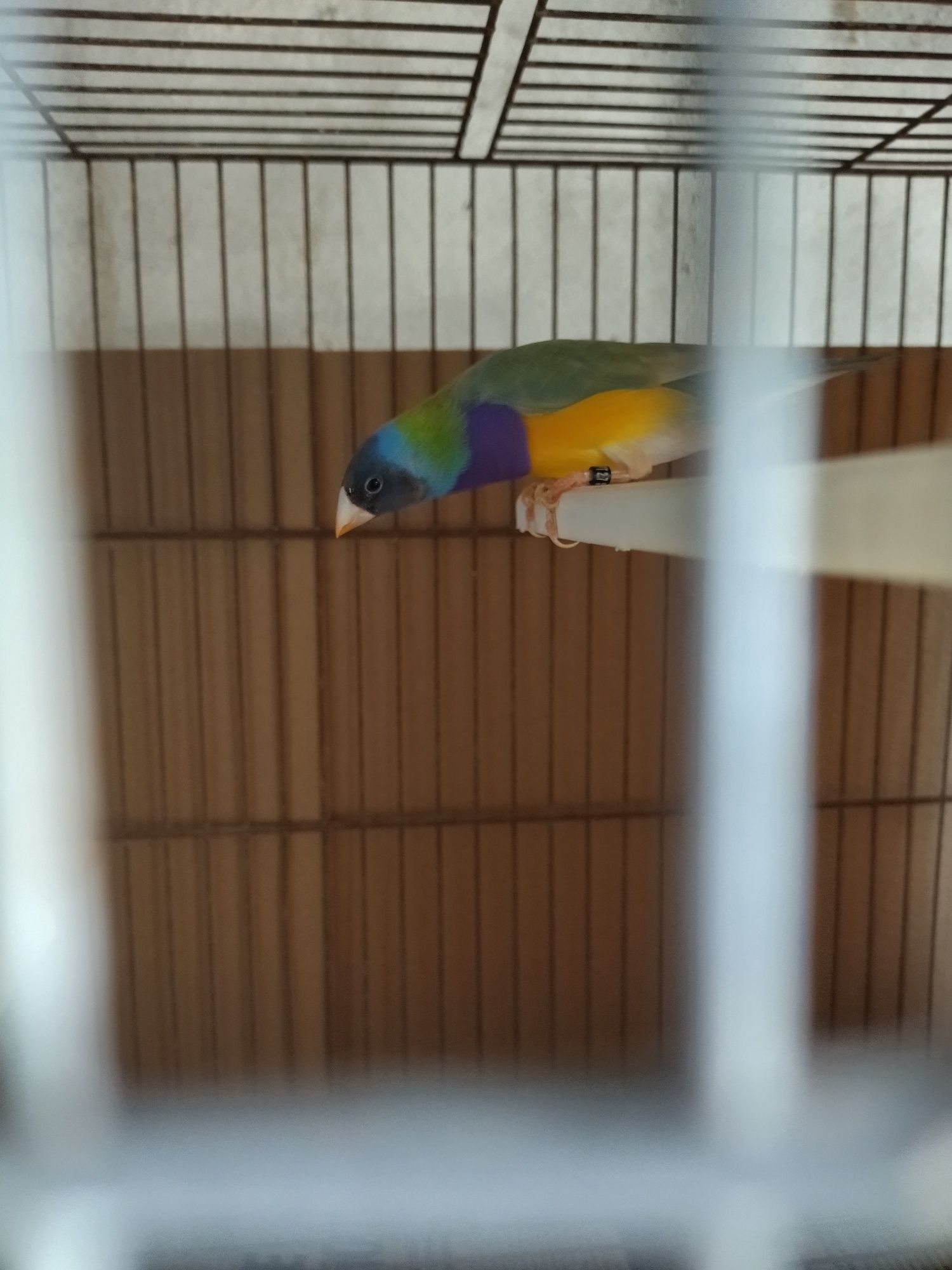 Vendo três diamante gould machos deste ano