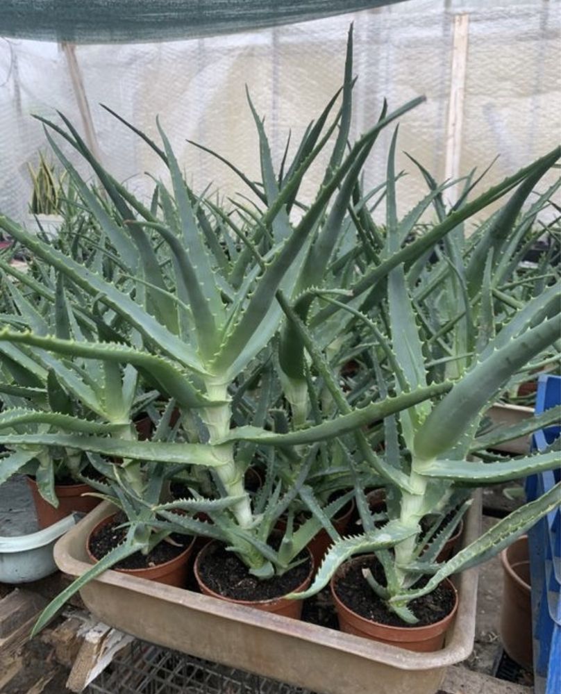 Aloes doniczkowy