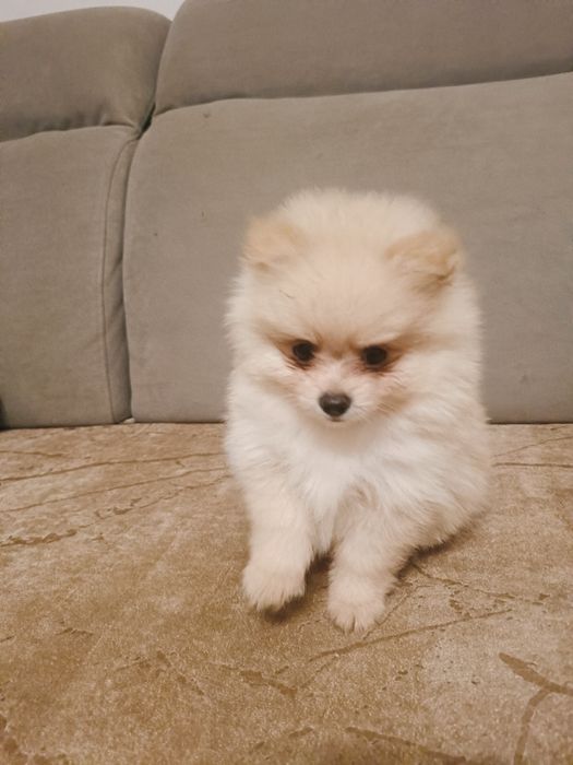 Suczka Szpic Miniaturowy Pomeranian - do odbioru za 2 tygodnie