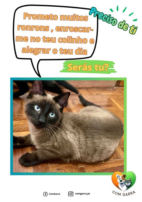 Gatinho siamês procura família - Einse