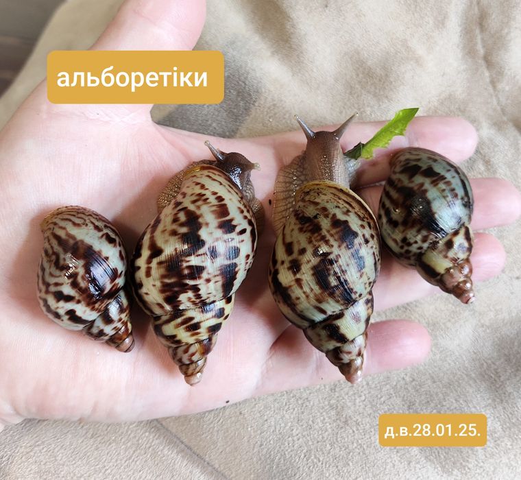 Альборетікулята (альборетіки). Равлики, малюки.