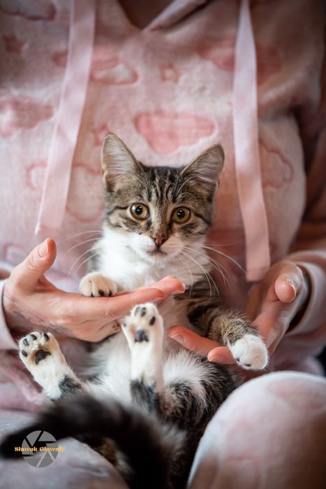 Kotki szukają domku