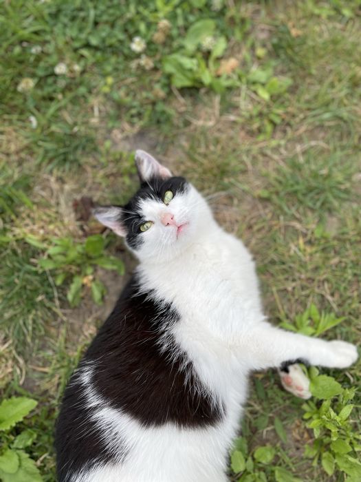 Киця стерилізована в добрі руки