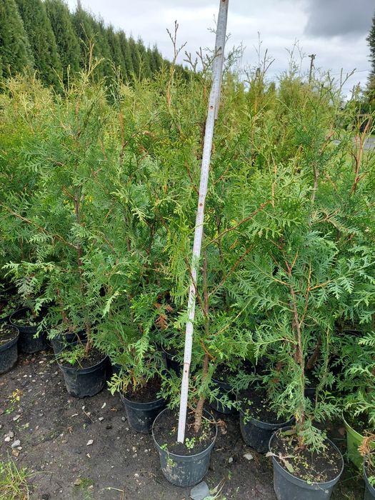 Tuja brabant 80-105 cm doniczka 2l Promocjaa