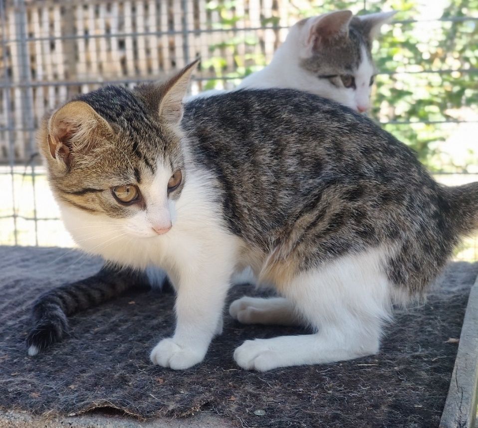 Przekochan Stokrotka gorąco poleca się do adopcji .. :)