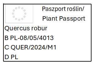 Dąb szypułkowy ’ Fastigiate Koster ’ Quercus fastigiata
