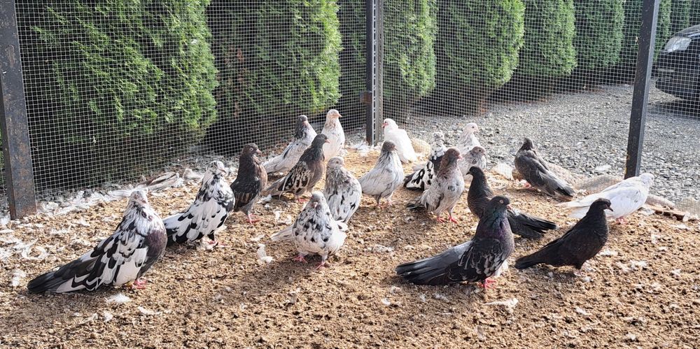 Gołebie szariki orliki mikolajewskie nikolajewskie kolorowe