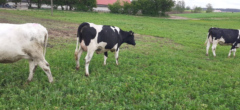 Jałówki wysokocielne 12 sztuk hf