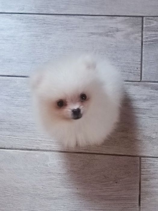 Pomeranian suczka mini mini
