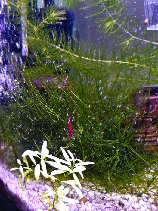 Piękny duży mech Jawajski