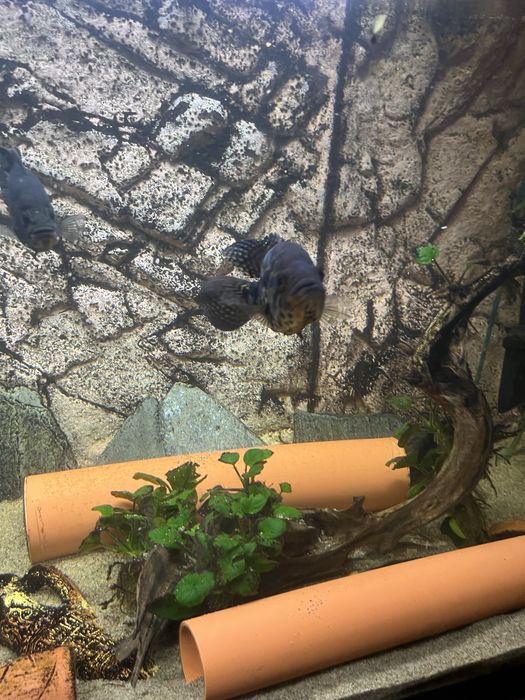 Parachromis managuensis Pielęgnica managuańska