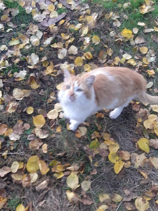 Лагідний котик шукає добрих господарів.