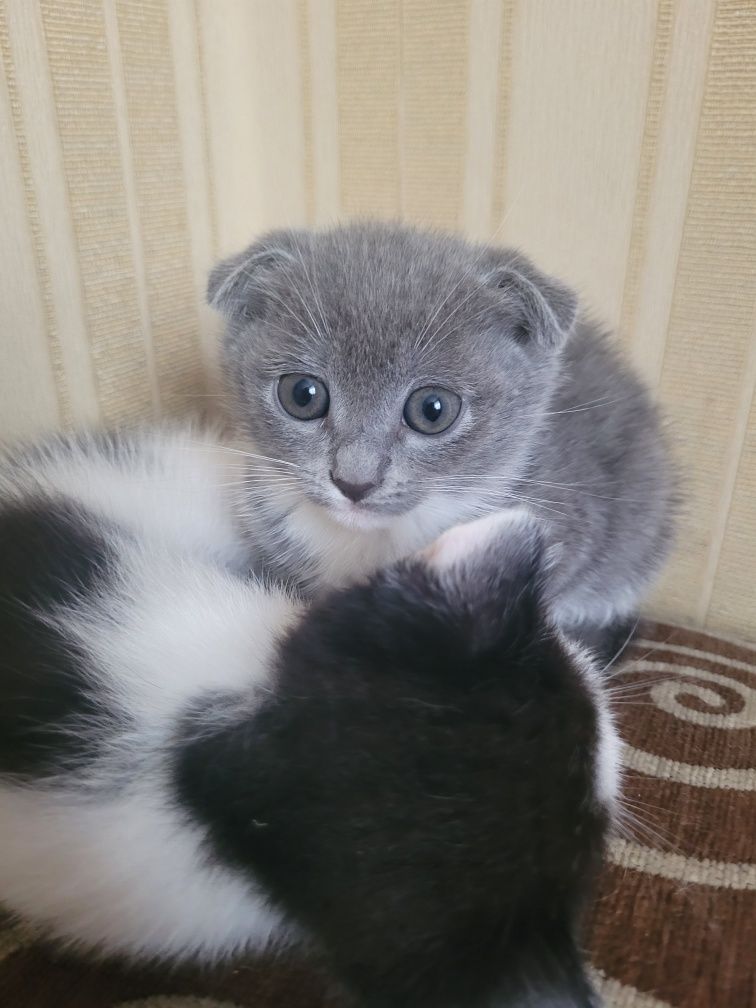 Котенятка вислоухі