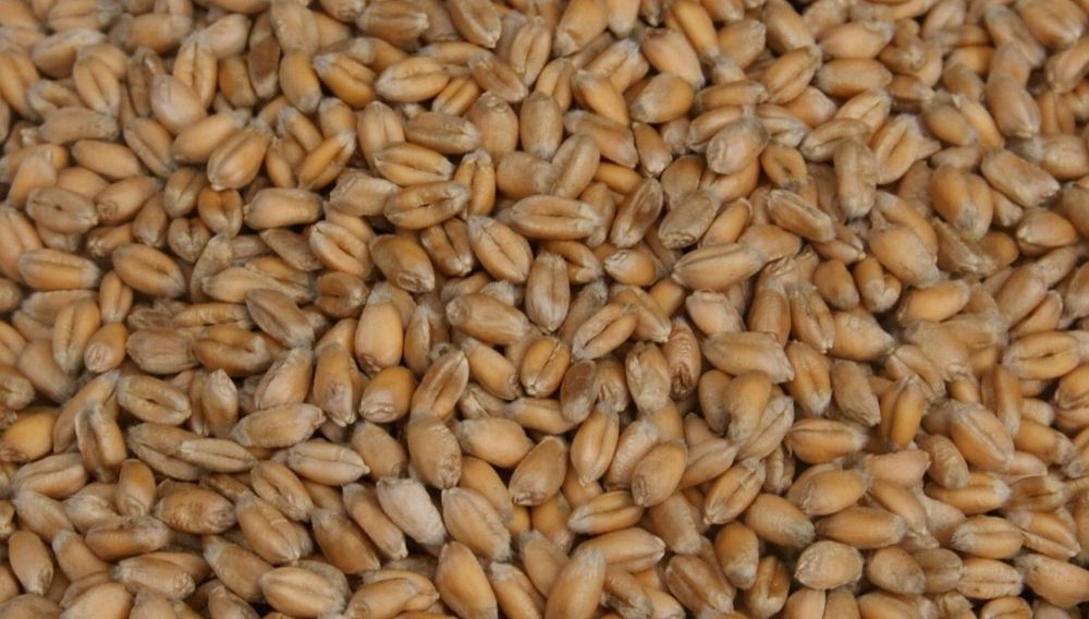 Pszenica ozima  zbiór 2025