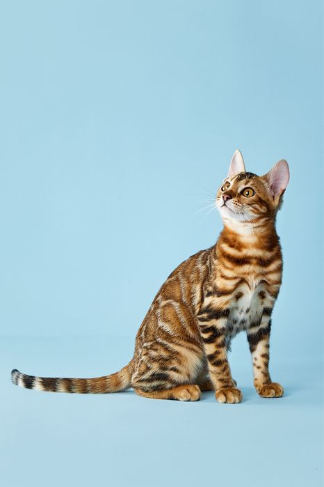 Бенгал, бенгальське кошеня