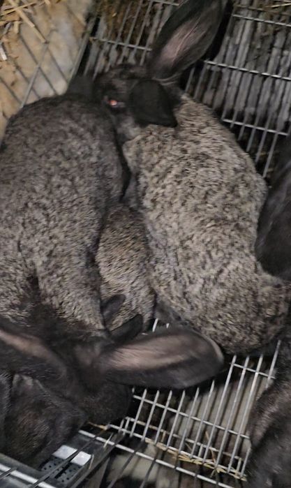 Coelhos novos Boa raça