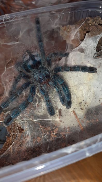 Caribena versicolor samiec l7