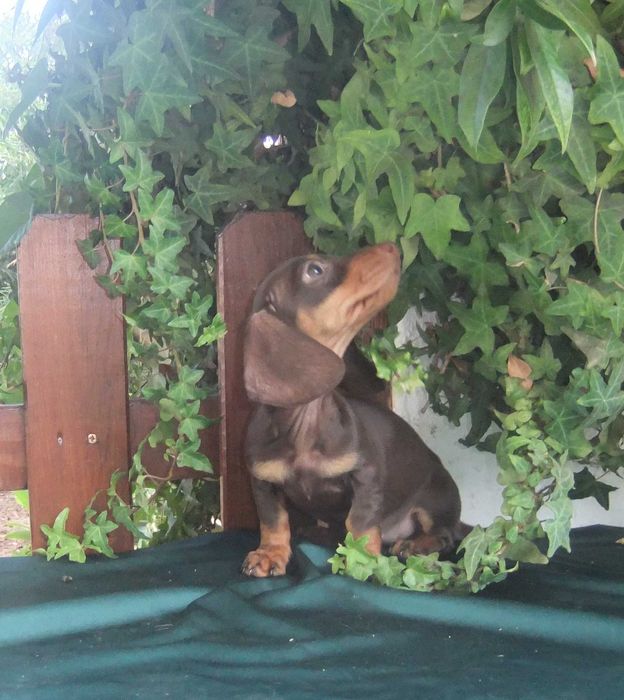 cachorra teckel miniatura