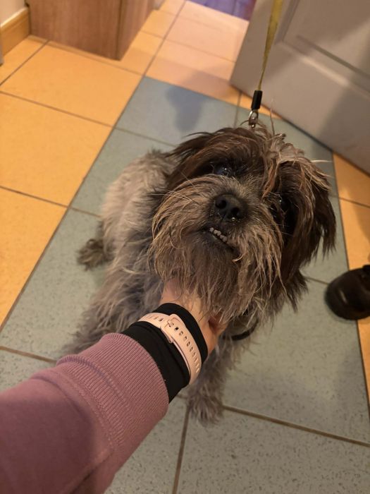 Sunia w typie Shih Tsu ,szuka domu.