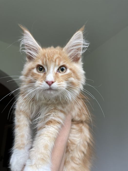 Розкішний хлопчик мейн кун. Maine coon. Красное серебро.Червоне срібло