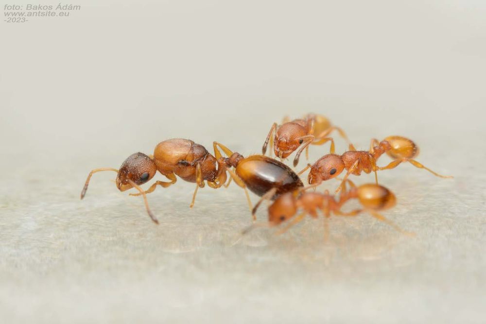temnothorax unifasciatus поймал в 2025