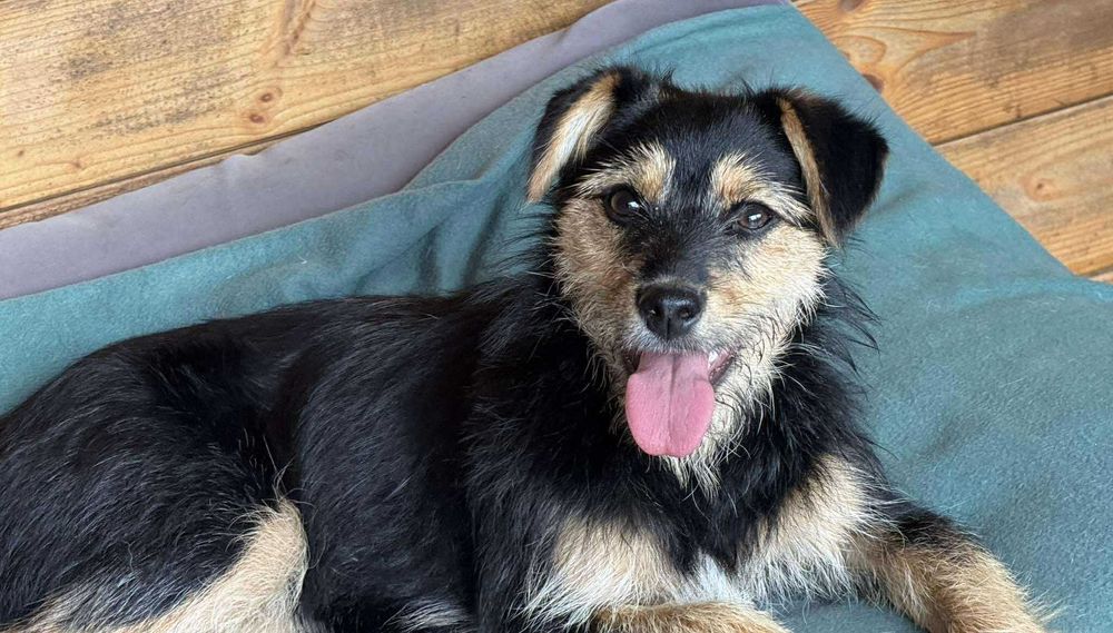 Psie dziecko z cmentarza szuka domu