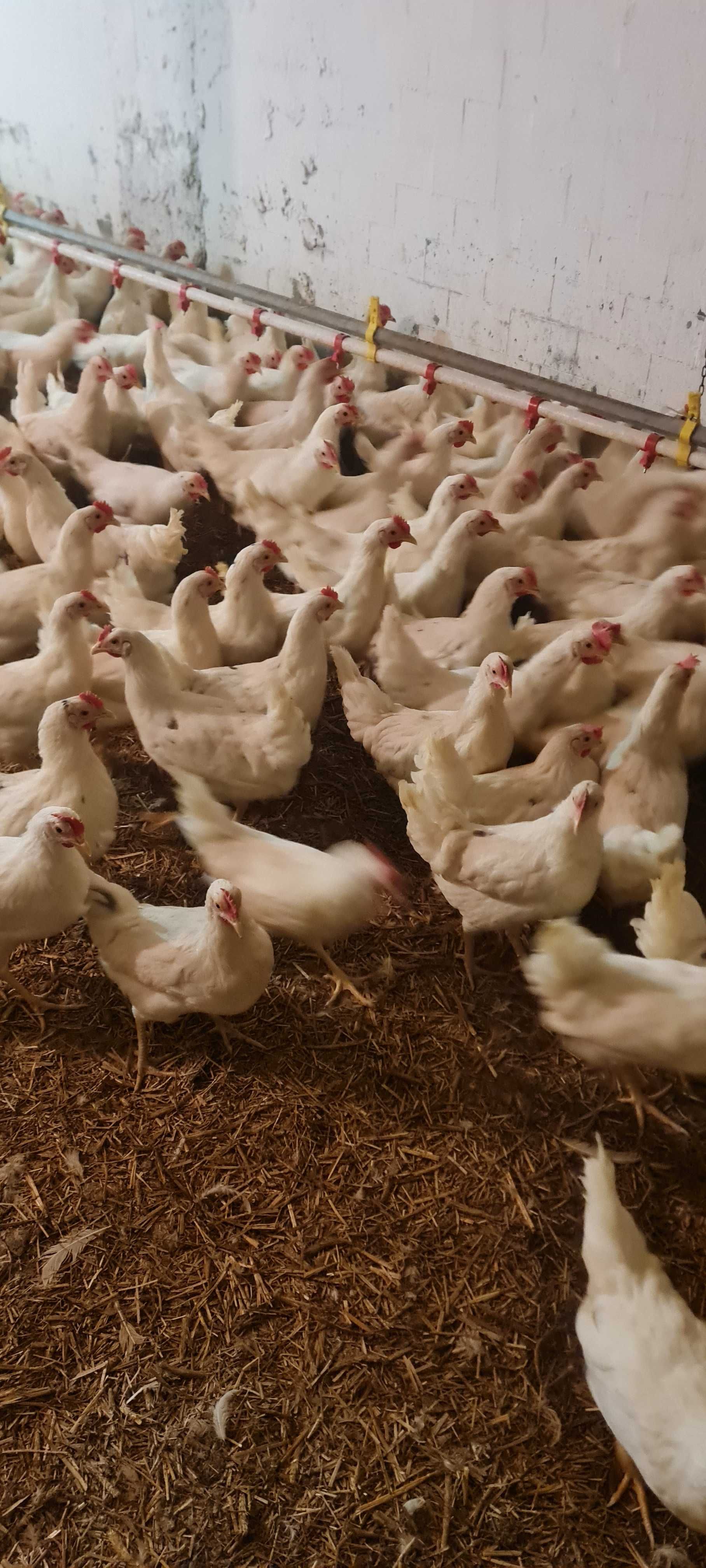 KURY z wolnego wybiegu ! NIOSKI rasy Messa Rossa Leghorn ! Dowóz !