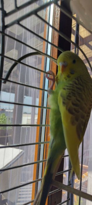 Papugi faliste młode