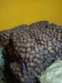 Продам насіннєву картоплю сорт беларосса