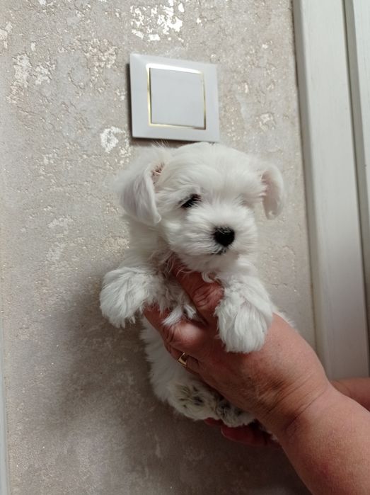 Maltańczyk maltańczyki piesek