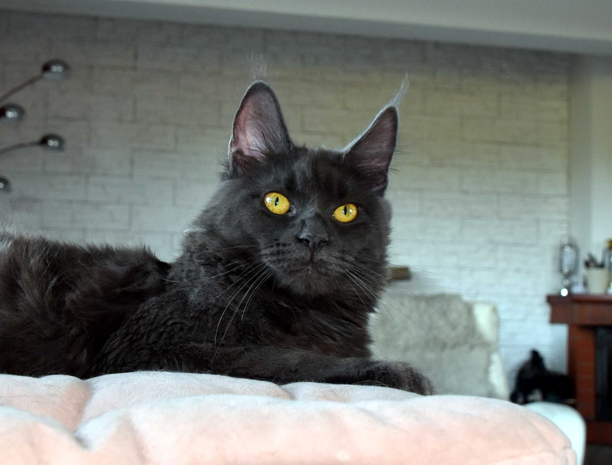 kotka niebieska Maine Coon - 7 mies