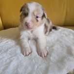 Owczarek australijski FCI samiec red merle długi ogon