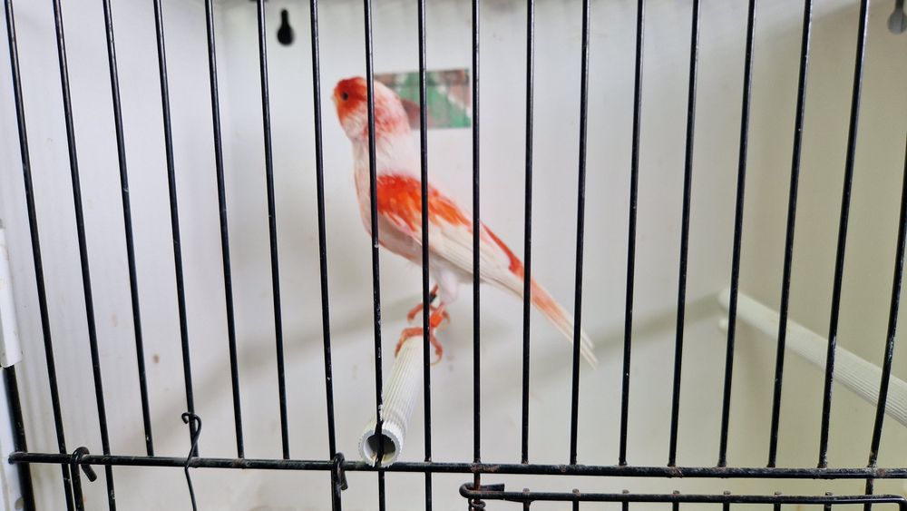 Canários Mosaicos vermelhos