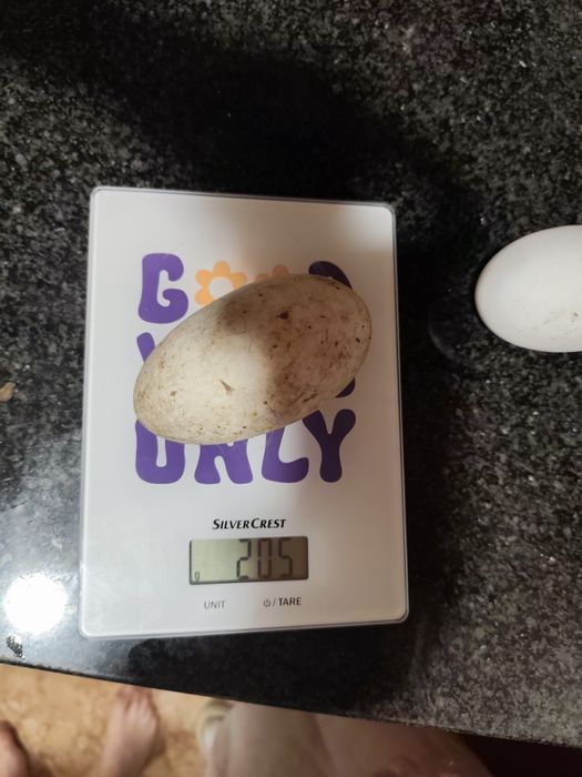 Gansos Toulouse e ovos