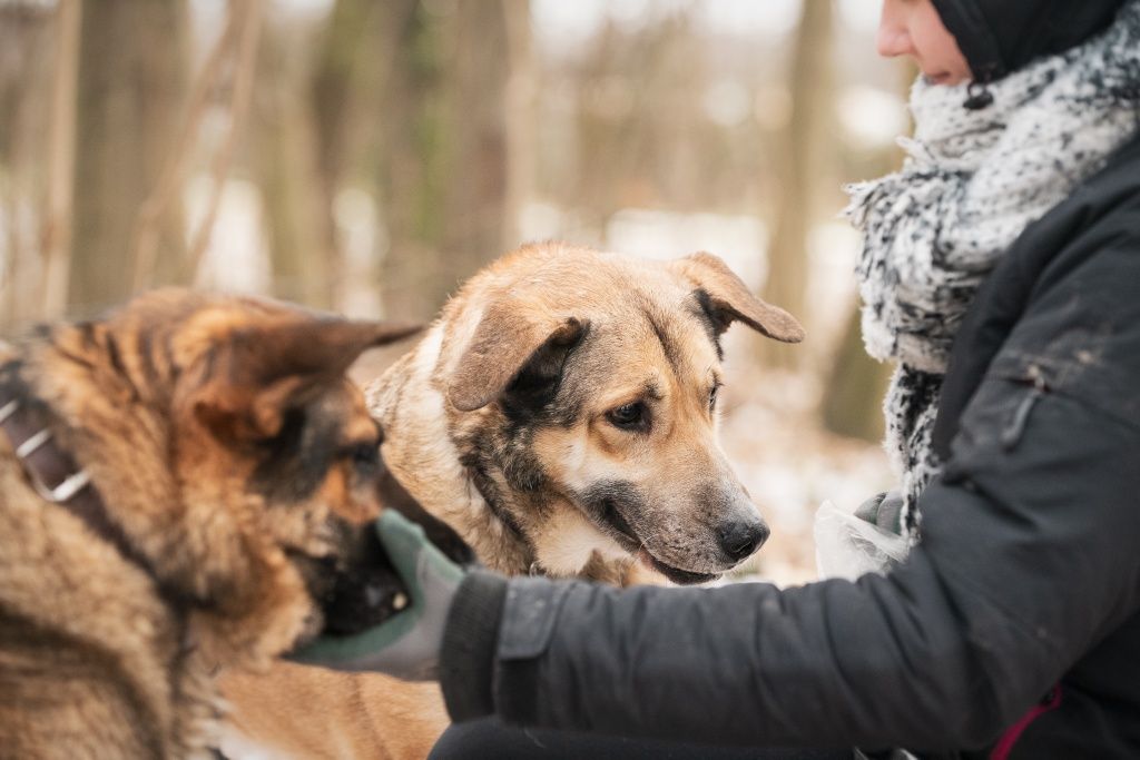 Pies Ziomek w typie ONka do adopcji!