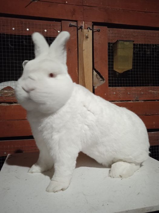 Samiec Nowozelandzki biały