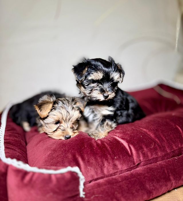 Yorkshire Terrier szczenię