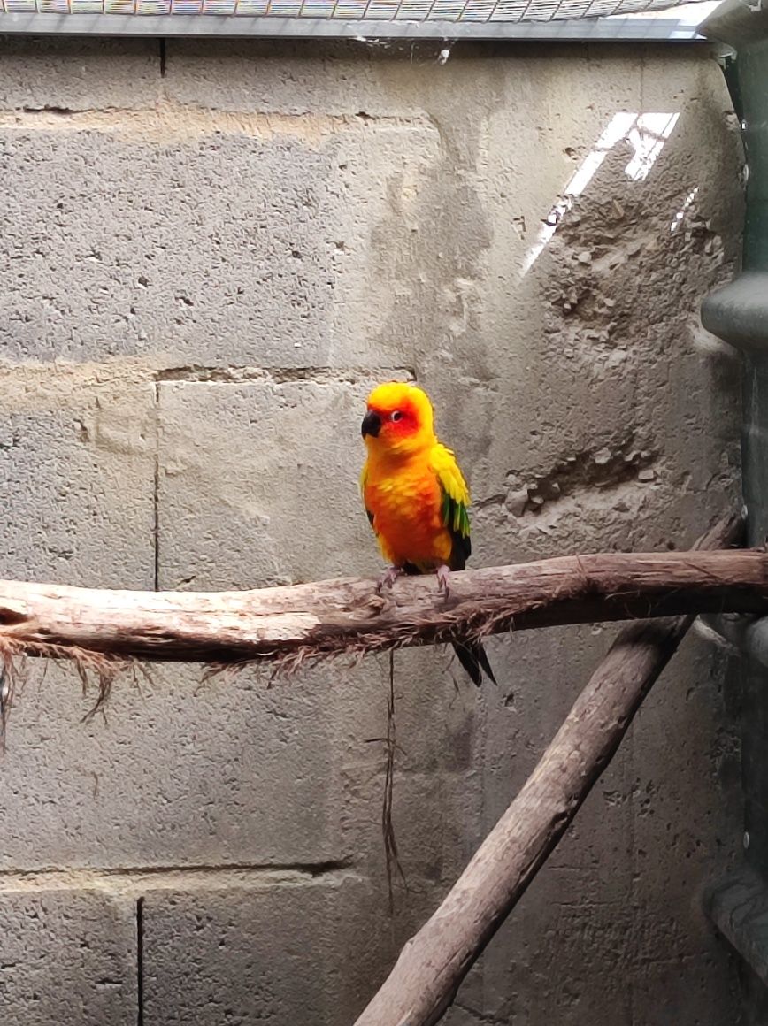 Aratinga Solstitialis