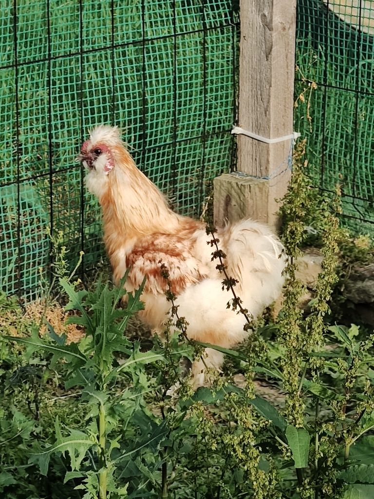 Sprzedam kury siliki