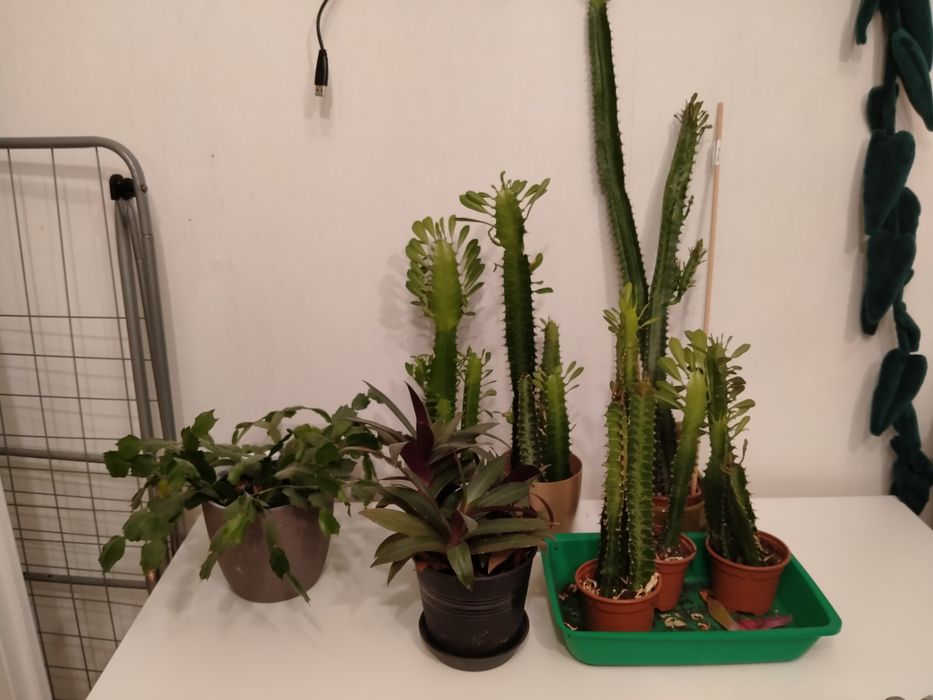 kwiaty rośliny doniczkowe zielone kaktusy domowe sukkulenty trzykrotka