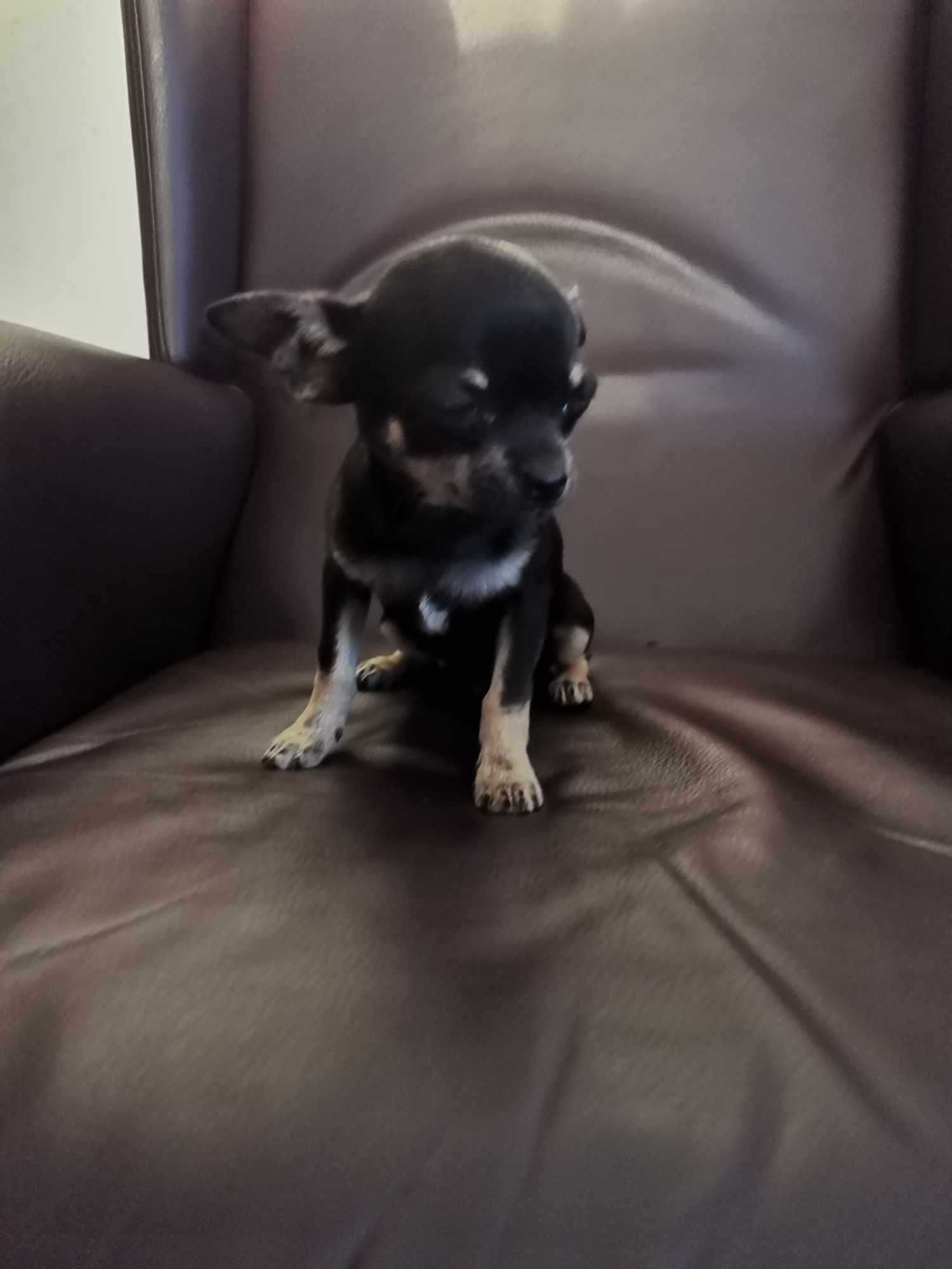 Menino Chihuahua Mini com LOP e Afixo