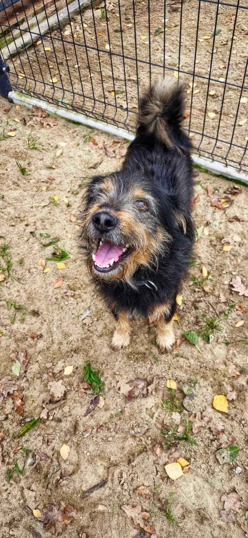 Terierkowaty Jerry do adopcji