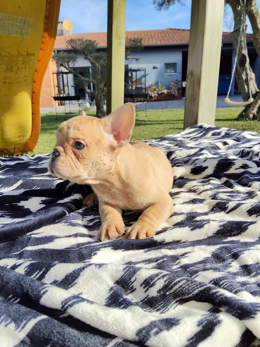 Bulldog Francês Lilac Fawn