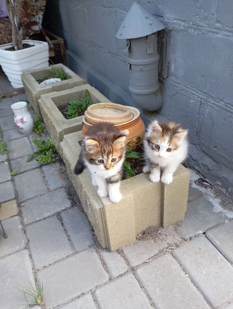 Котік и кошечка,трехцветки,ищут своих хозяев.