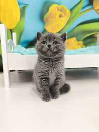 Kot Brytyjski kotka niebieska odbiór w czerwcu
