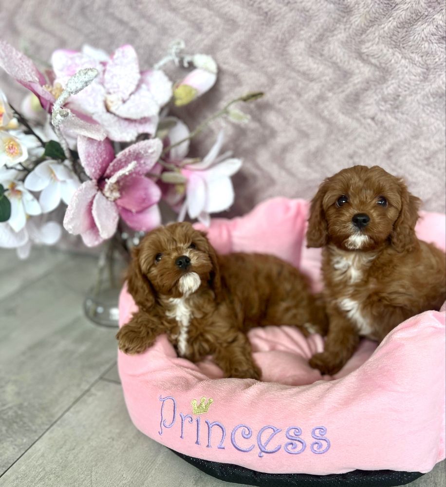 Cavapoo -cavalier & pudel - suczka gotowa do odbioru