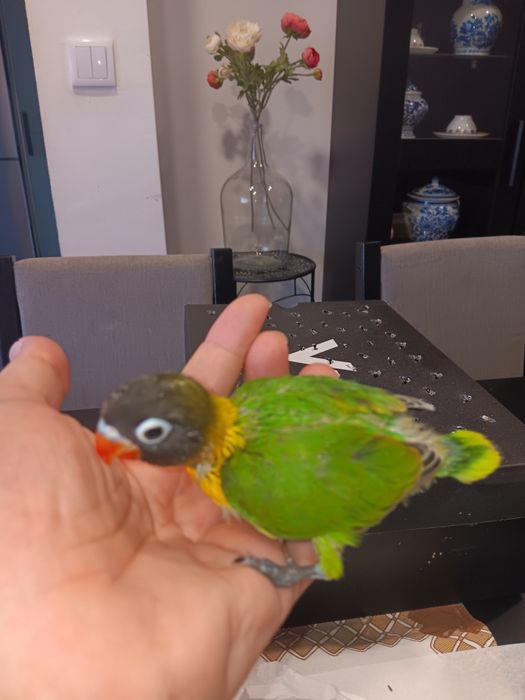 Personatas criados a mão