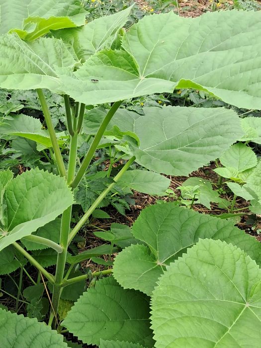 Paulownia puszysta, drzewko szczęścia - drzewka